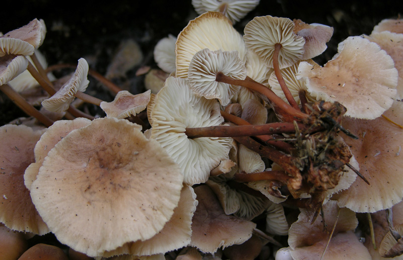 Un fosso......e una marea di funghi.(parte 2)